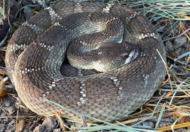 Northern Pacific Rattlesnake